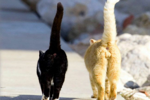 Як відрізнити кошеня хлопчика від дівчини? Як відрізнити кошеня хлопчика від дівчини?